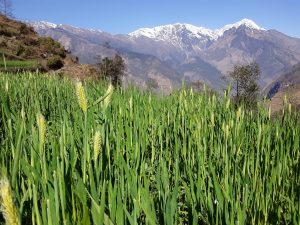 Grain growing in a field in Upper Narchyang village with a view of the mountains